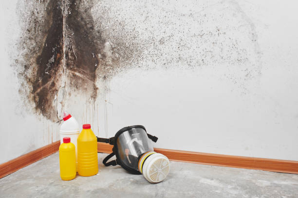 Best Certified Mold Removal  in Spring, TX