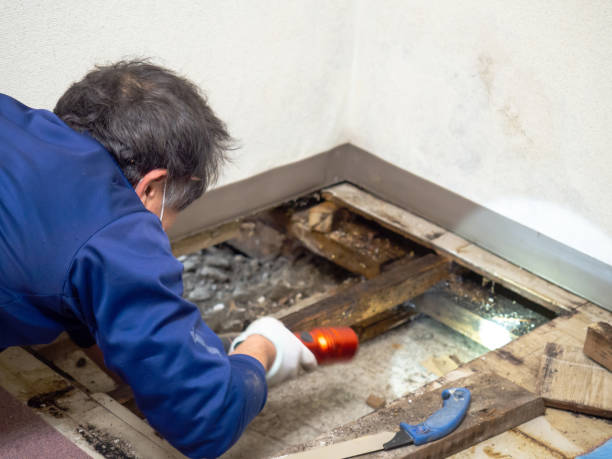 Best Attic Mold Removal  in Spring, TX