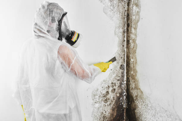 Mold Removal and Inspection in Spring, TX