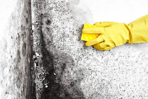 Mold Testing and Removal in Spring, TX