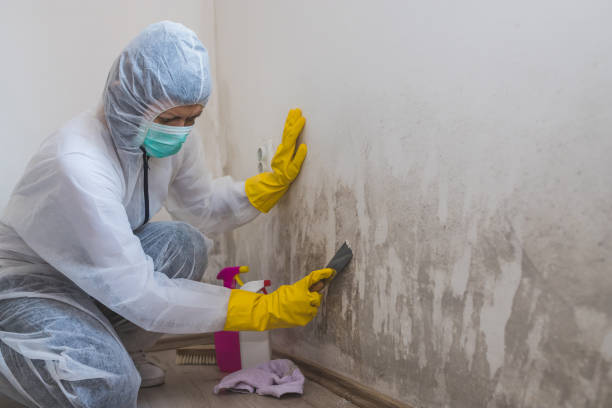 Best Residential Mold Removal  in Spring, TX