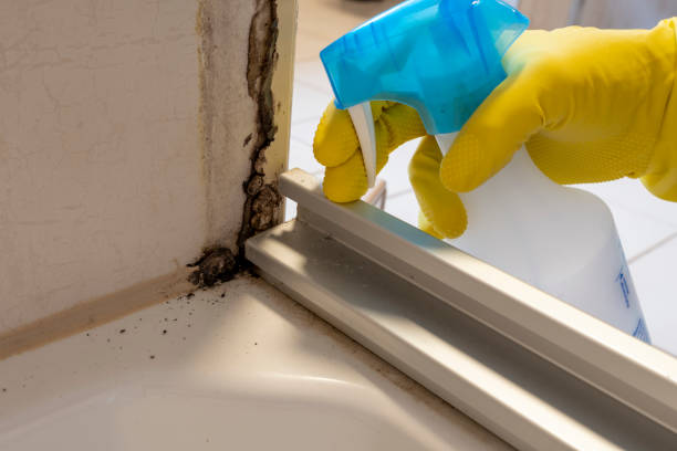 Best Best Mold Removal Companies  in Spring, TX