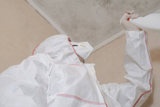 Best Mold Cleaning Services  in Spring, TX