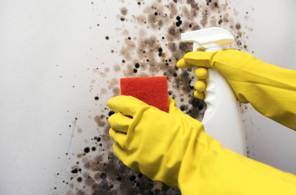 Best Affordable Mold Removal  in Spring, TX