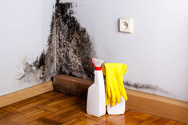 Best Office Mold Removal Services  in Spring, TX