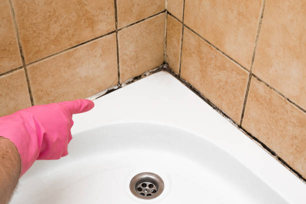 Best Affordable Mold Removal  in Spring, TX