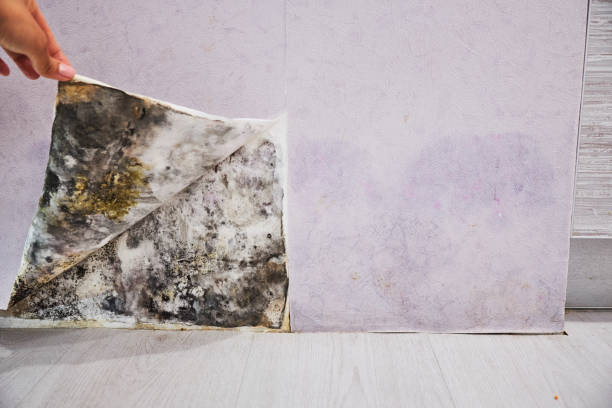 Best Mold Cleaning Services  in Spring, TX